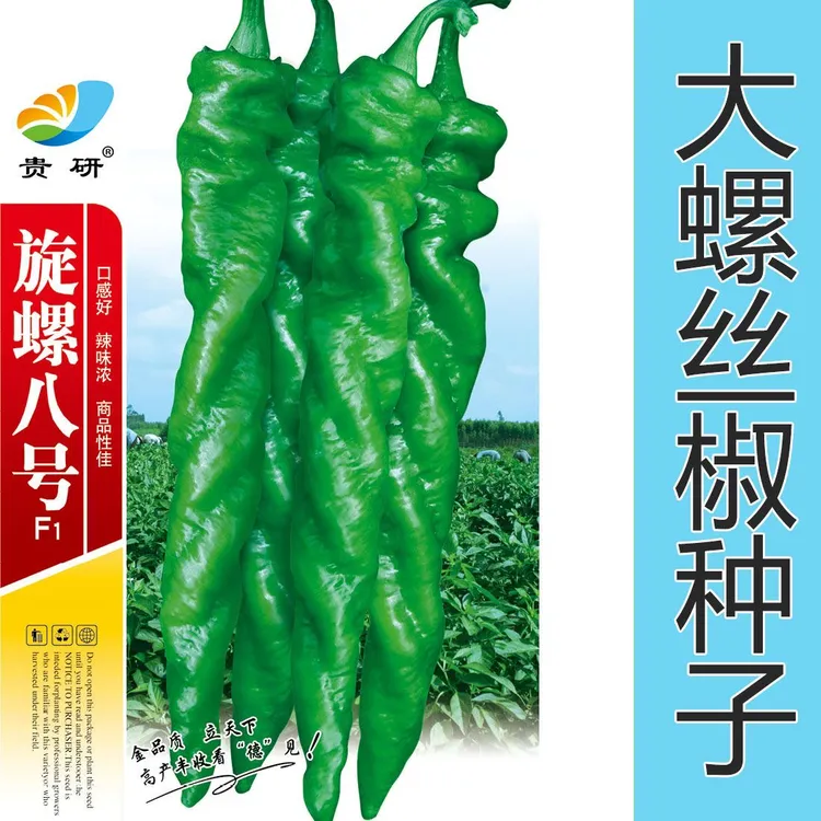 贵州辣椒种子早熟高产大螺丝椒辣味香浓抗高温耐低温春夏辣椒种子