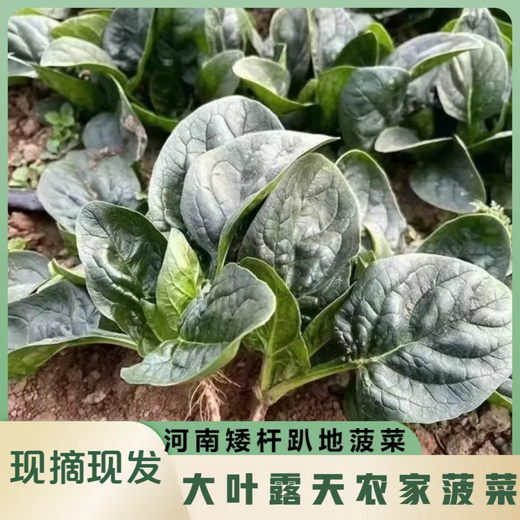 河南新鲜矮杆趴地小菠菜露天种植现挖现发