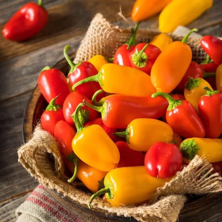 【顺丰包邮】迷你水果椒1/5斤小甜椒彩椒水果甜椒爽口脆嫩新鲜