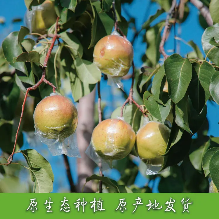山西隰县玉露香梨礼盒新鲜梨子孕妇水果当季水果高端香梨