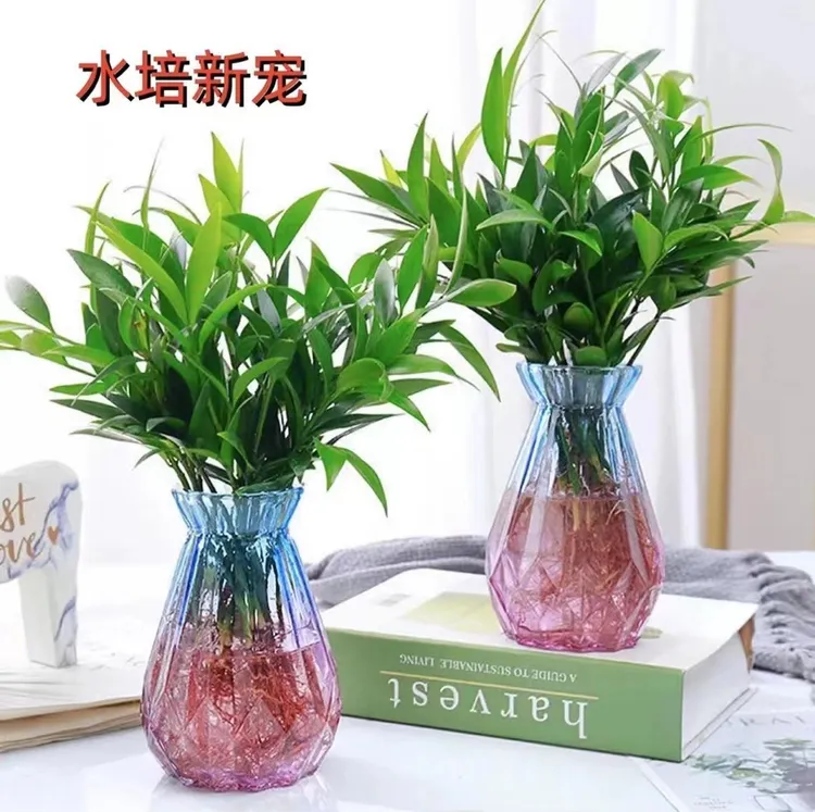 竹柏盆栽水培新宠驱蚊植物四季常青室内卧室客厅书房好养易活植物