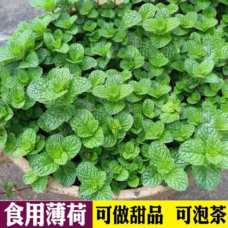 柠檬薄荷盆栽薄荷叶苗驱蚊草水培好养花卉室内绿植物