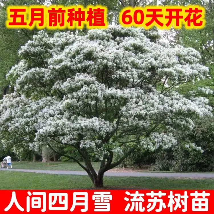 流苏树苗人工种植白色花花量大罗根发货春季花卉净化庭院栽培美观