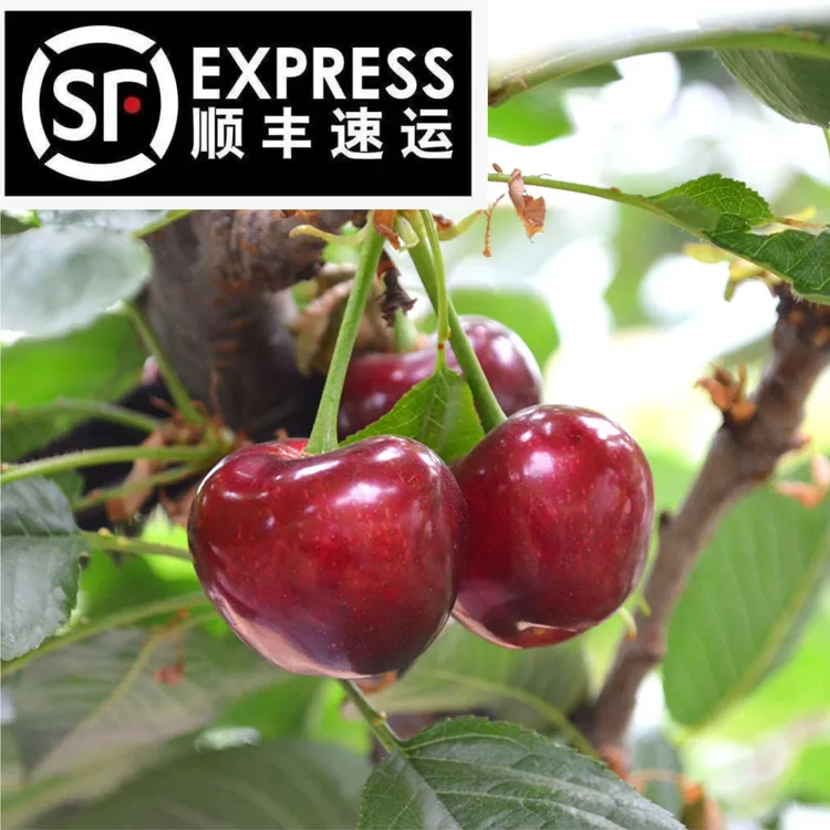 【于胖子】顺丰冷链空运烟台美早大樱桃肉厚多汁26-30mm3-5斤现摘鲜