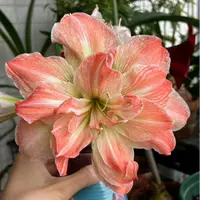 「异域仙女」荷兰品种进口球 重瓣大花  荷兰朱顶红