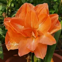 「鲑鱼孔雀」 基地自然球  朱顶红重瓣  多年生种球苗