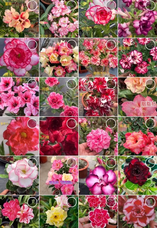 沙漠玫瑰花卉喜阳耐旱四季开花【一物一拍】（非直播拍，花色随机）