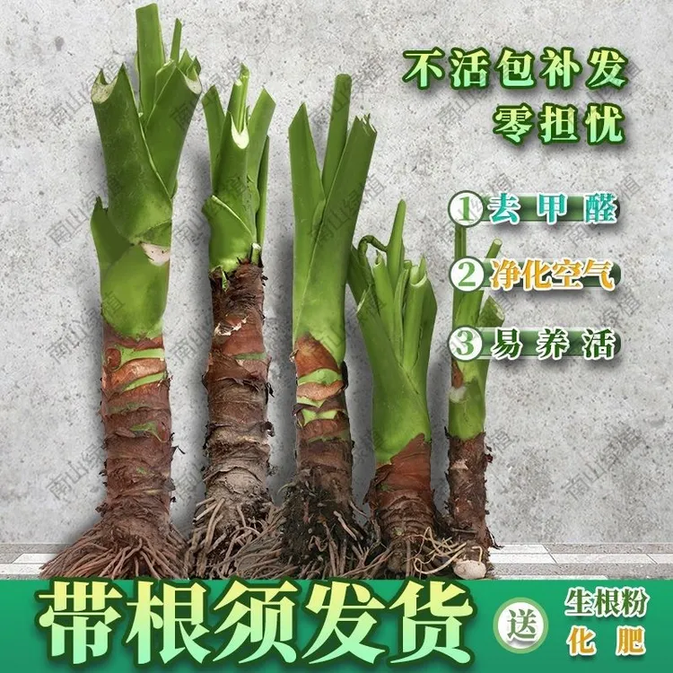 大叶滴水观音盆栽 霸王芋客厅盆景室内大型绿植水培滴水观音绿植