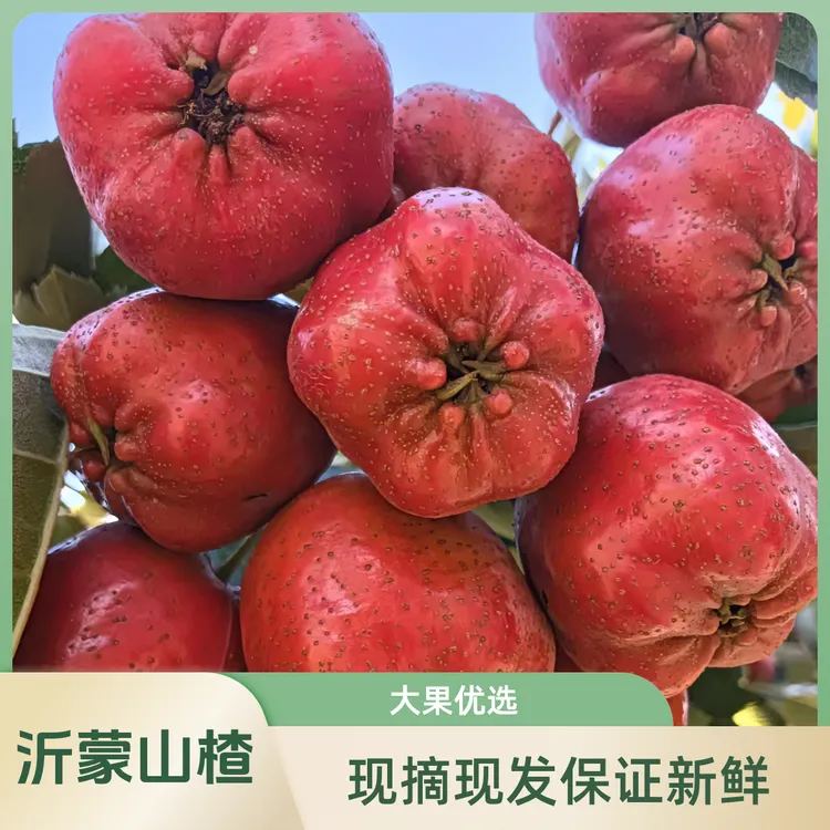 鲜果红果新鲜山楂山楂鲜果现摘大五楞山楂糖葫芦火灾专用山楂