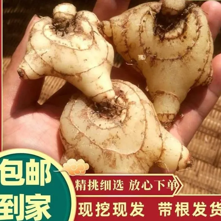 【现货】新鲜白芨旱白芨三叉白芨无硫磨粉食用白芨新鲜