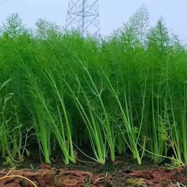 【顺丰包邮】山农家自种小茴香苗带根头茬现拔现发