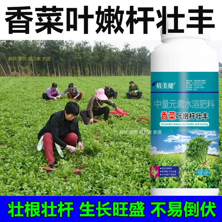 香菜专用叶面肥香菜叶嫩杆壮丰黄叶干尖抗倒叶菜速长抗病抗逆增产