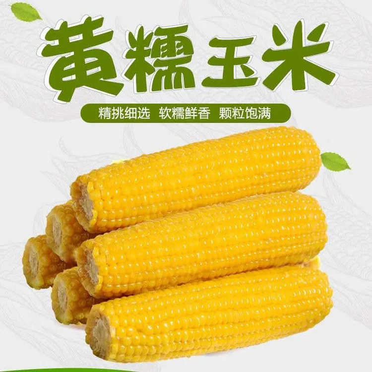 25年东北农产品新鲜黄玉米粘玉米糯玉米棒颗粒饱满真空包装4/8根