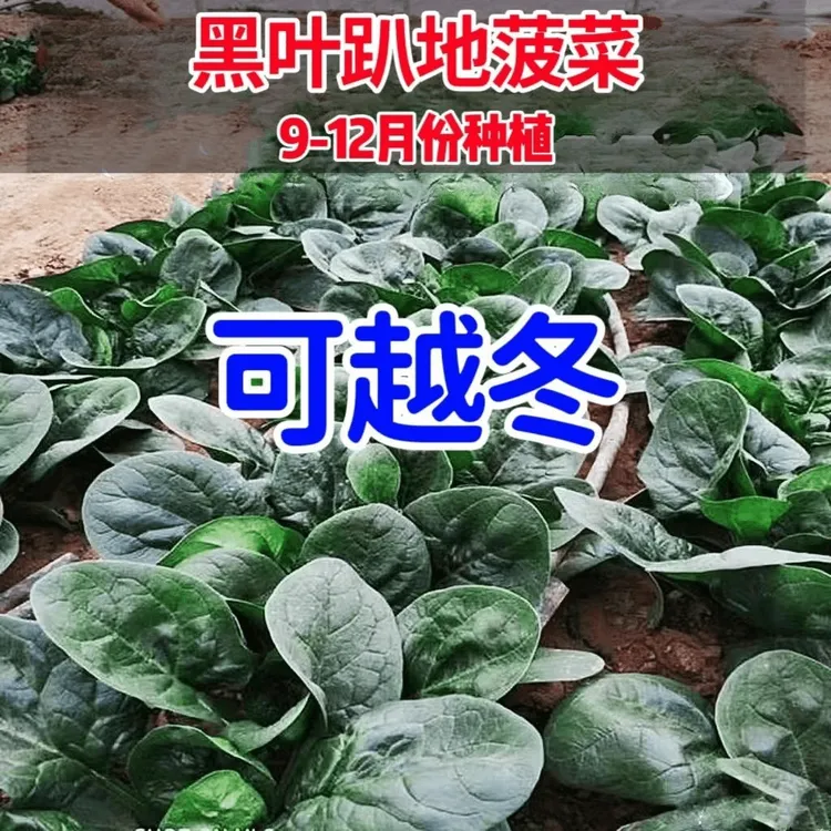 趴地菠菜籽黑叶塌地波菜种子耐寒秋冬季矮脚菠菜肉厚不腻农家菜籽