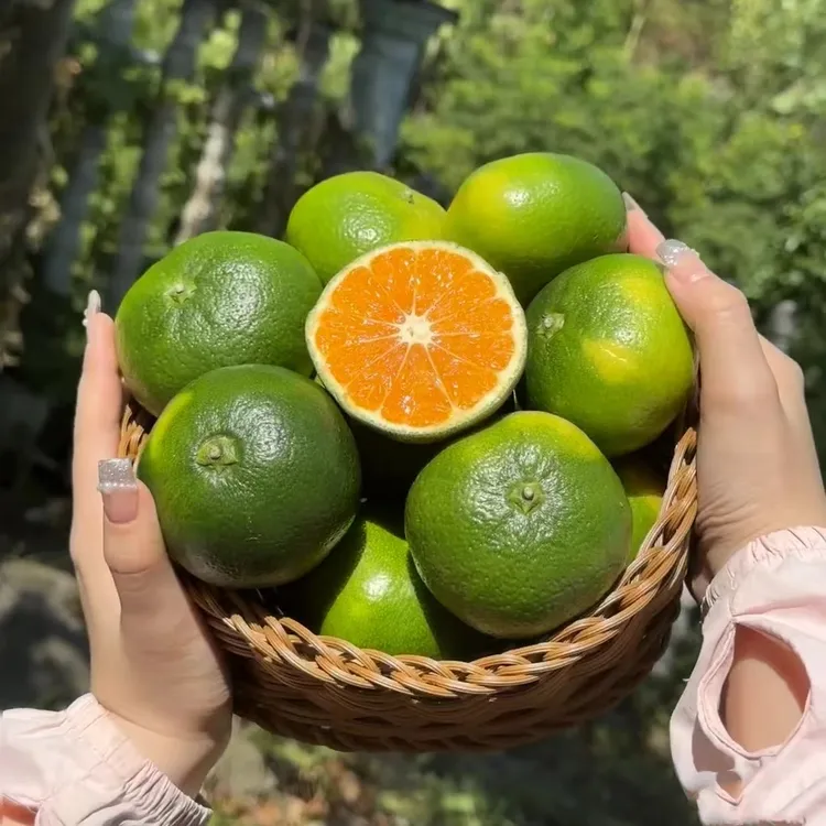 早熟桔子树苗由良柑橘子树苗无籽蜜桔子无核新品种特早青皮橘子苗