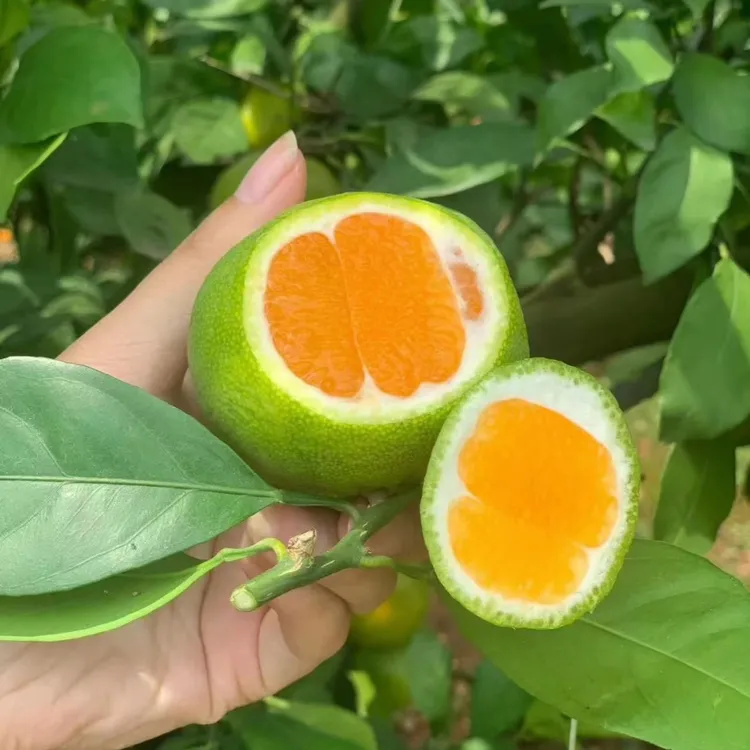 特柑橘早熟树苗 日南一号蜜桔苗青皮早熟苗进口果苗橘子树苗 桔苗
