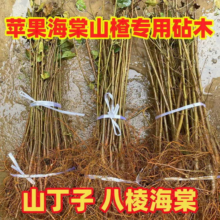 山丁子树苗八菱海棠嫁接苹果海棠专用砧木现挖现发四川保湿发货