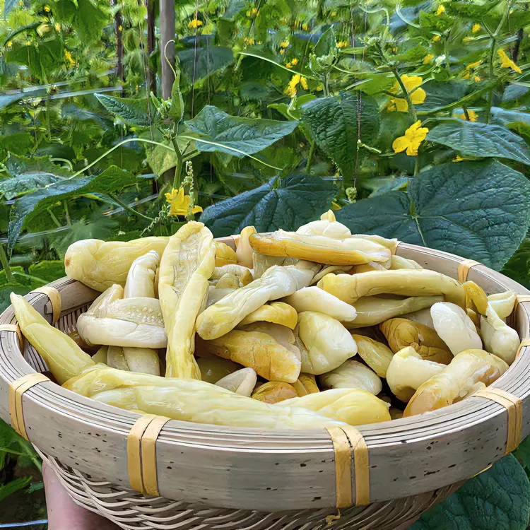 （新鲜冷链发货）广西钦州灵山新鲜黄瓜皮酸脆开胃爽口下饭菜
