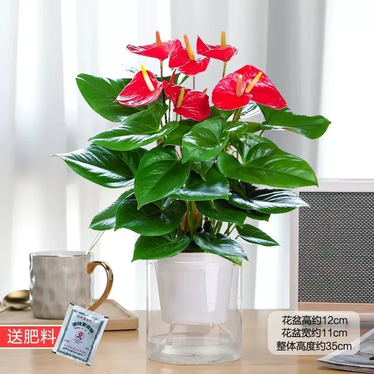 红掌盆栽一帆顺风客厅水培花卉发货大苗办公室内鸿运当头白掌绿植