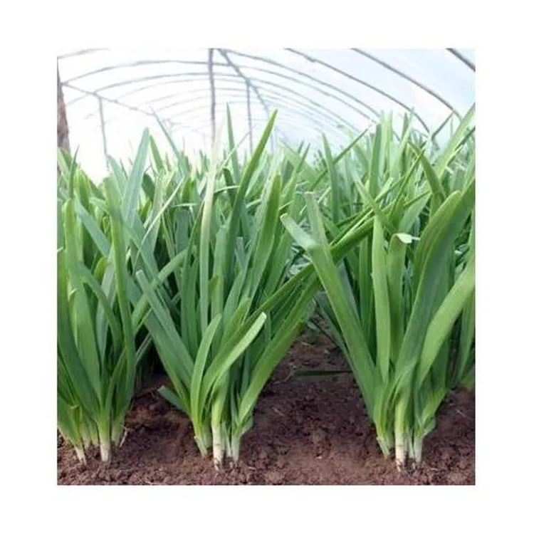 韭菜种子:家庭小院阳台露地均可种植盆栽