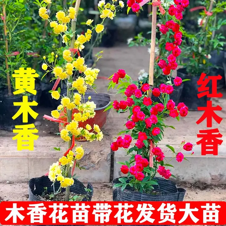 木香花爬藤四季开花庭院爬墙藤耐寒植物白木香红木香黄木香树苗