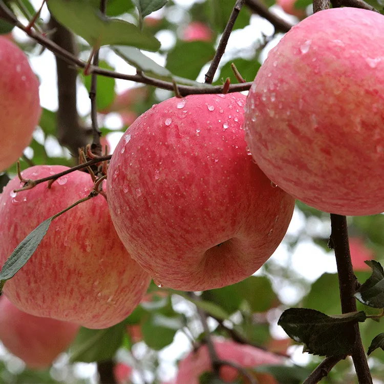 【坏果包赔】正宗陕西洛川红富士苹果4.5斤/8.5斤脆甜苹果新鲜水果