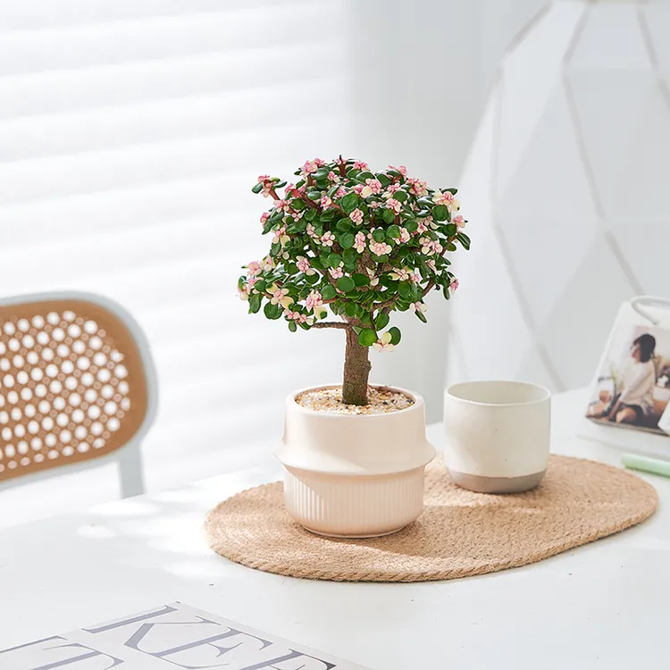 老桩提跟金枝玉叶多肉盆栽盆景室内客厅办公室前台桌面花卉绿植