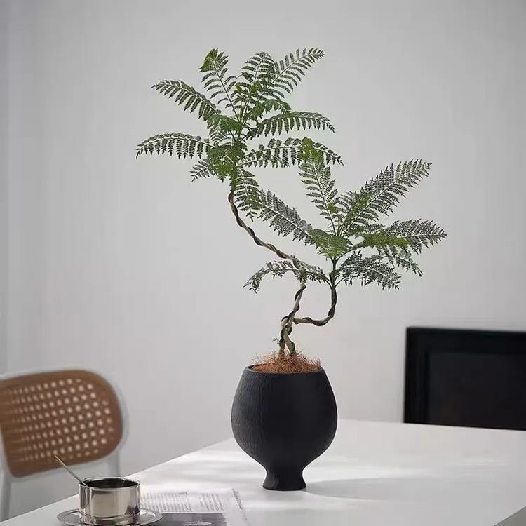 双株造型蓝花楹绿植盆栽客厅阳台植物懒人植物好养易活净化空气