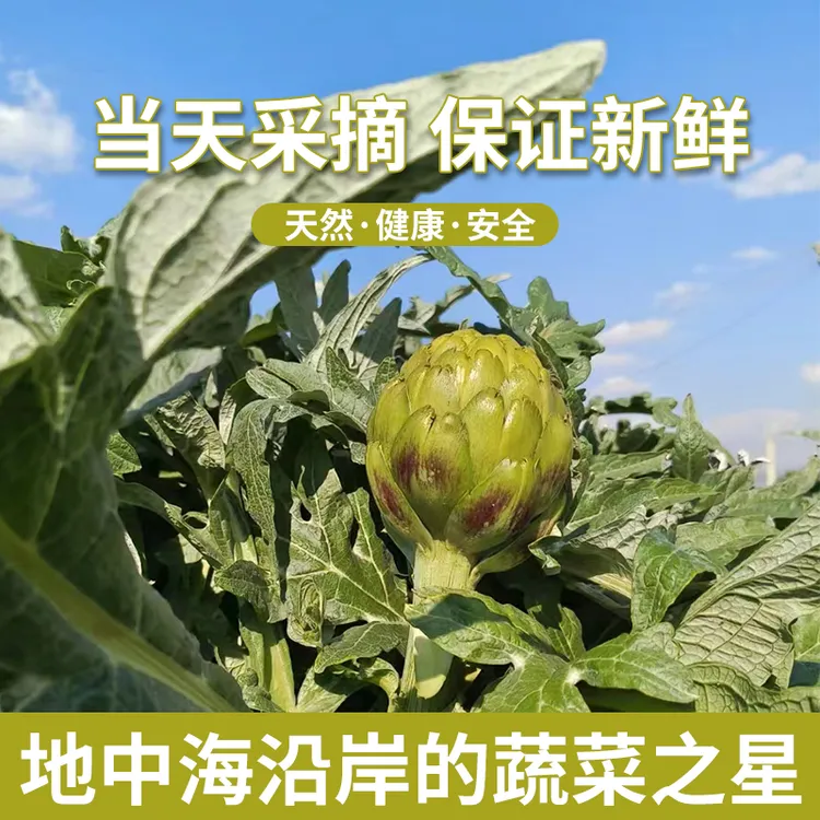云南新鲜洋蓟当季蔬菜蓟西餐食材法国百合朝鲜蓟现摘2斤小果包邮