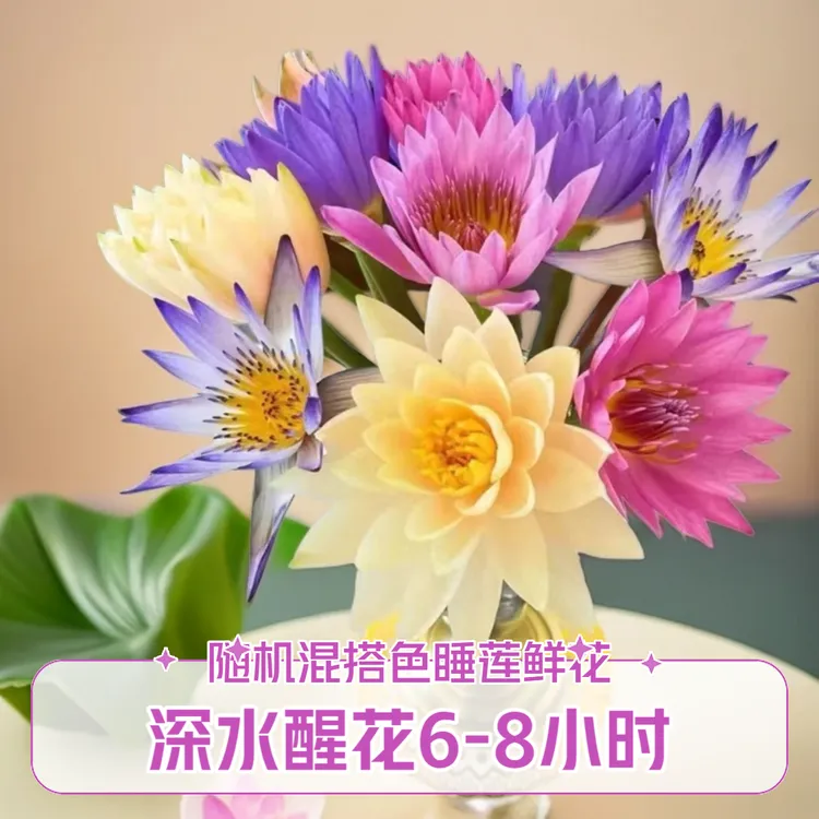 紫色睡莲荷花花束鲜花--广州睡莲基地新鲜直发（养护请参考教程）