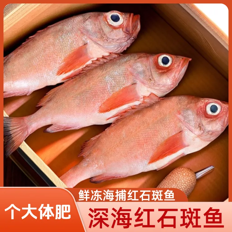 鲜冻红石斑鱼海捕龙胆鱼整条冷冻富贵鱼新鲜长寿鱼东星斑批发