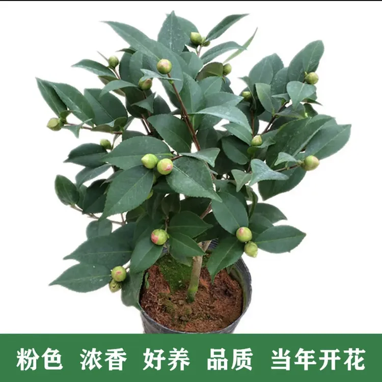 香妃茶花盆栽带花苞浓香型茶花冬季开花室内耐寒花卉植物茶花树苗