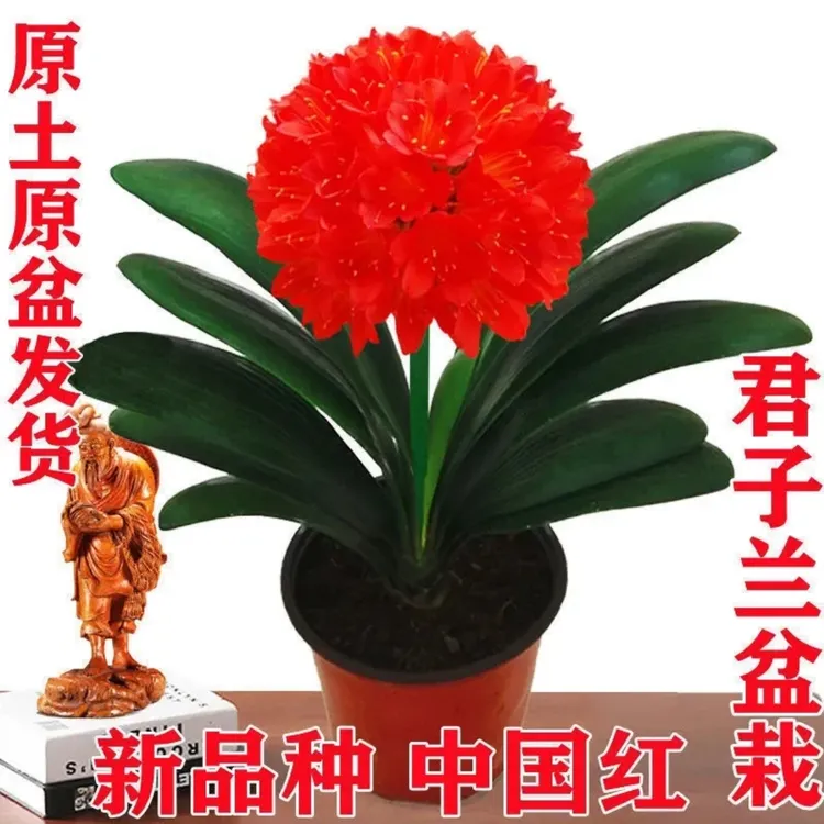 【精品】君子兰花君子兰盆栽君子兰苗四季常青植物室内办公室好养