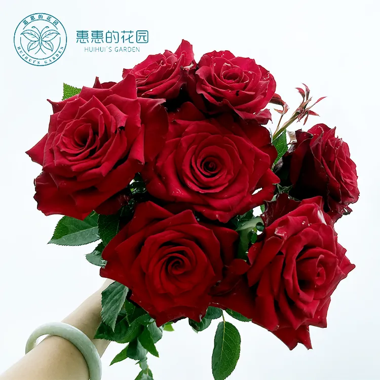 惠惠的花园月季红新娘月季花花卉阳台庭院红色大花盆栽月季花树苗