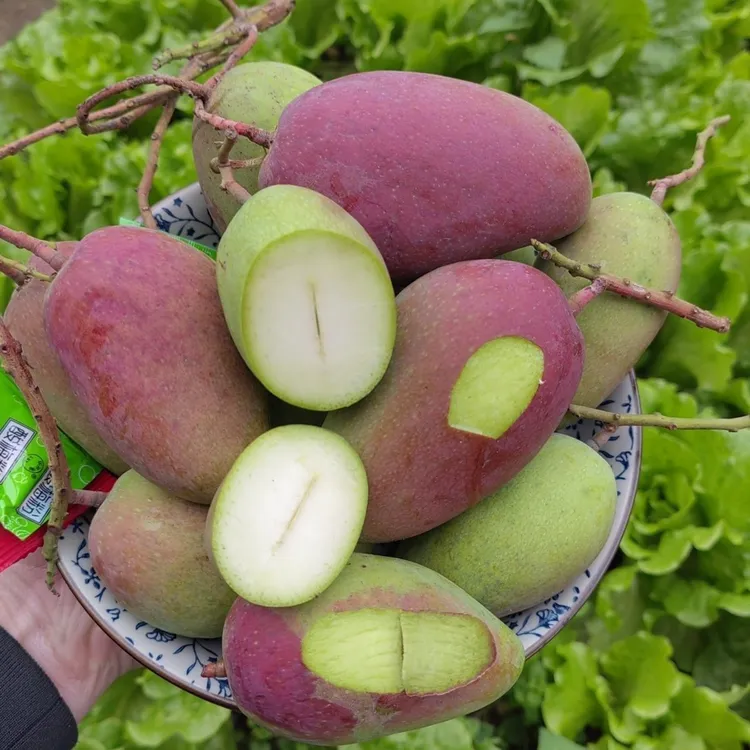 【坏果包赔】生吃酸芒果嫩贵妃新鲜水果酸野青芒果