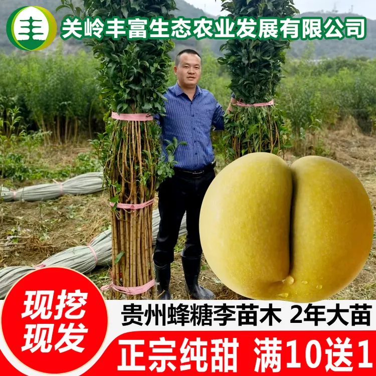 【雷丰富】贵州原产地蜂糖李树苗嫁接特大脱骨香脆纯甜果树南北方种