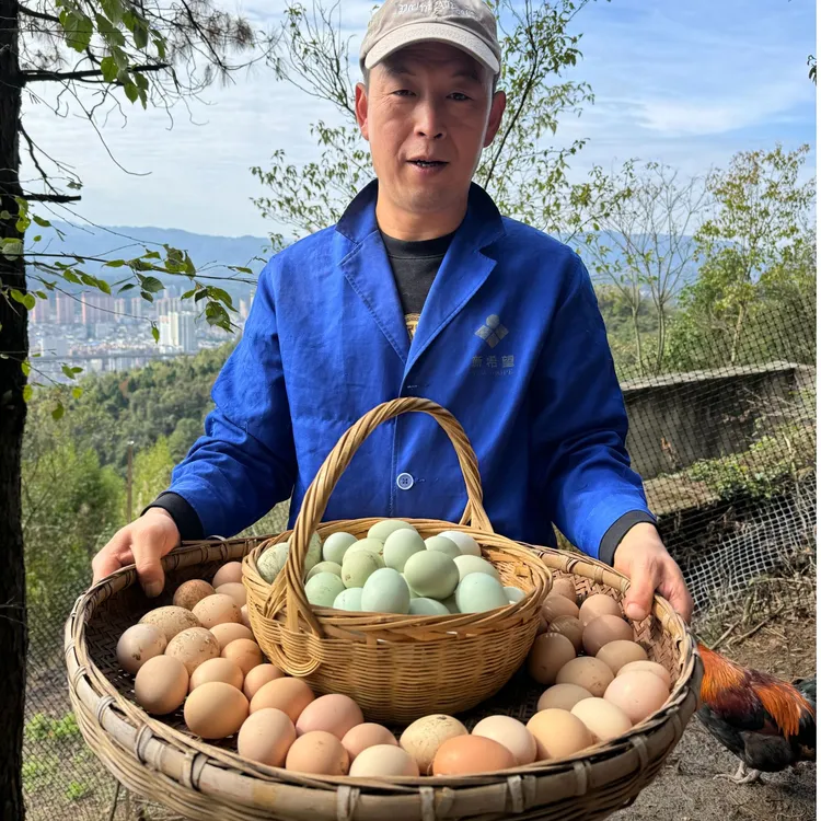 跑山鸡土鸡蛋纯粮食喂养绿壳蛋