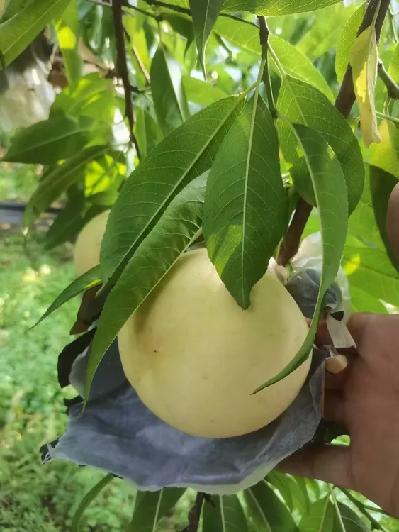 （汪姑娘专属）应季富硒脆甜冬桃产地直发