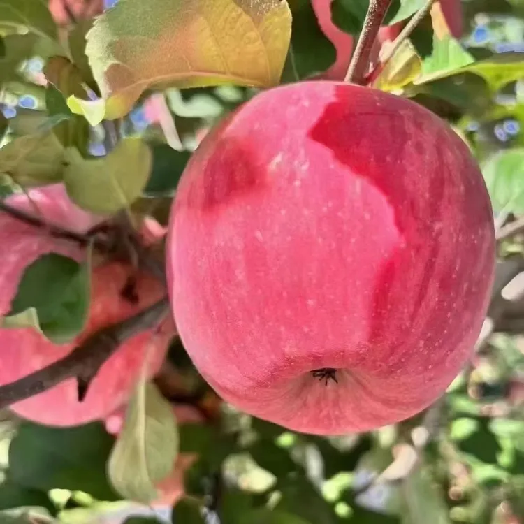 优质洛川苹果，香甜脆甜水果多汁超好吃欢喜就好！