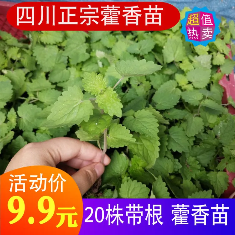 【四川藿香苗】新鲜鱼香苗盆栽 霍香苗种子阳台花园带泥20/40株包邮商品图