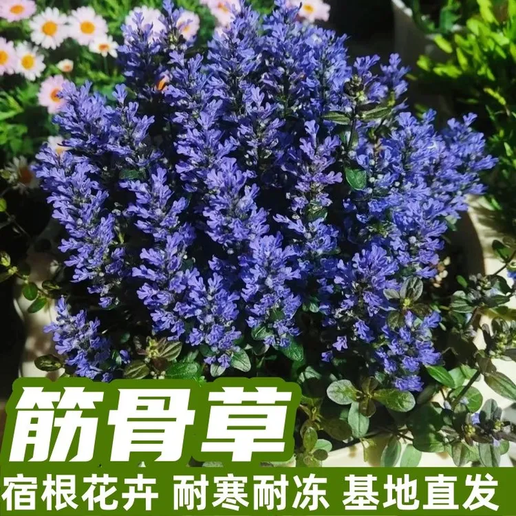 筋骨草耐寒耐热宿根花卉庭院花坛阳台花卉盆栽花苗