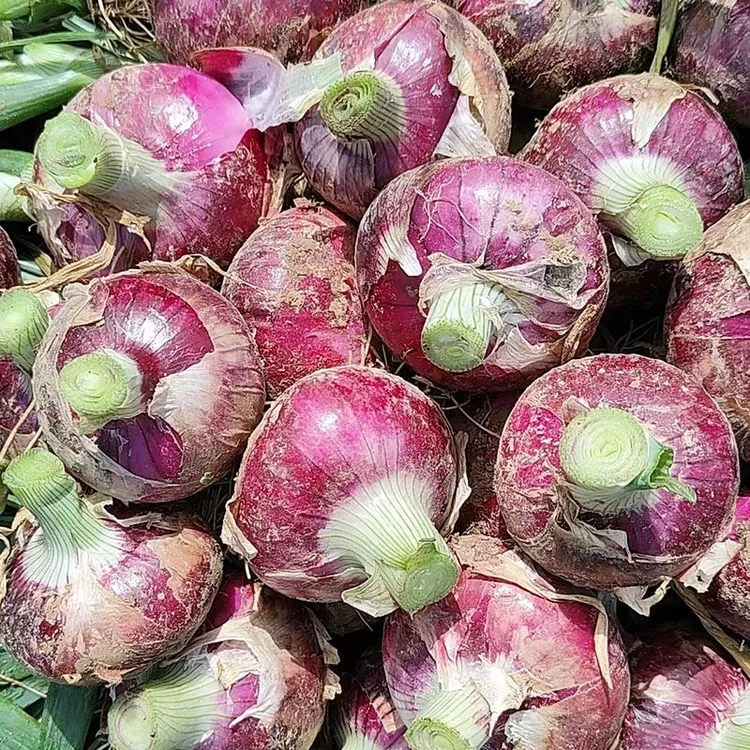 河南开封紫皮水果洋葱现挖现发圆葱头生吃脆甜5斤9斤装
