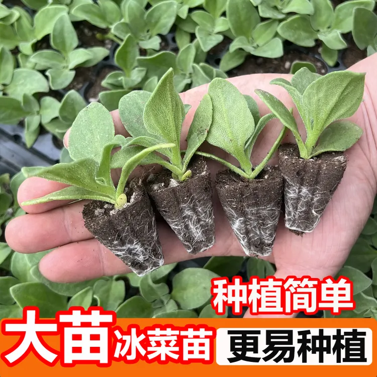 (直播2)冰菜苗冰草秧苗种子冰草种籽四季蔬菜籽阳台菜园蔬菜苗