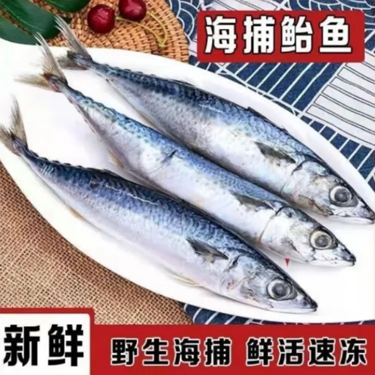 渤海湾深海鱼鲐鲅鱼/青占鱼/青花鱼/青鱼/易脱刺化冻介意勿拍