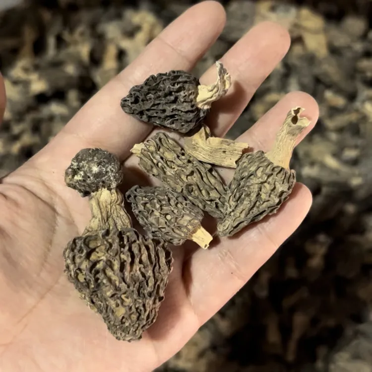 【野生羊肚菌】云南香格里拉野生羊肚菌干 50g-250g  产地直发