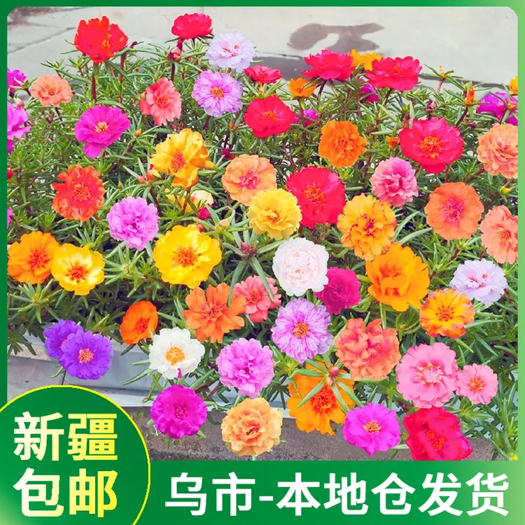 【新疆包邮乌市发货】重瓣太阳花种子四季播种花肥庭院花卉阳台盆栽