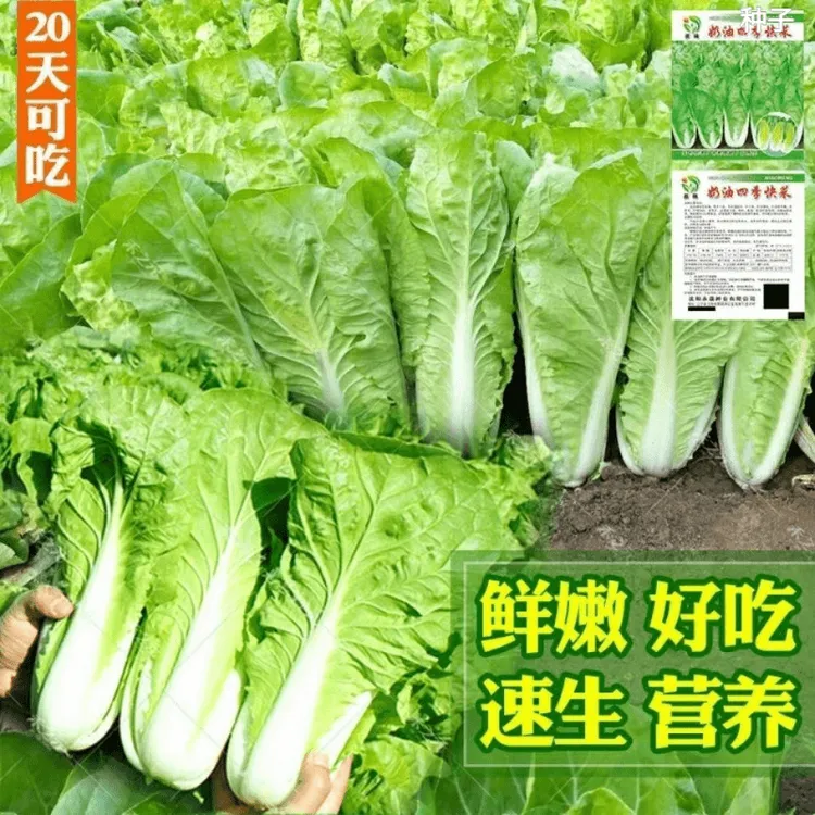 快菜种子天成熟四季速生抗病耐热耐湿小白菜种子蔬四季种子