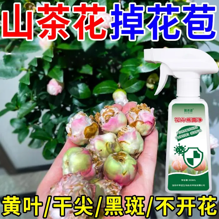 【茶花病害专用】山茶花抑菌剂黄叶炭疽病焦尖掉花苞不开花营养液肥