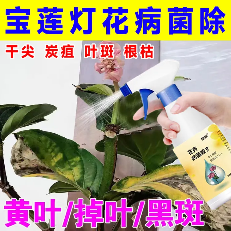 宝莲灯花干尖黄叶炭疽叶斑黑斑病专用喷雾剂根枯烂根掉花苞营养液