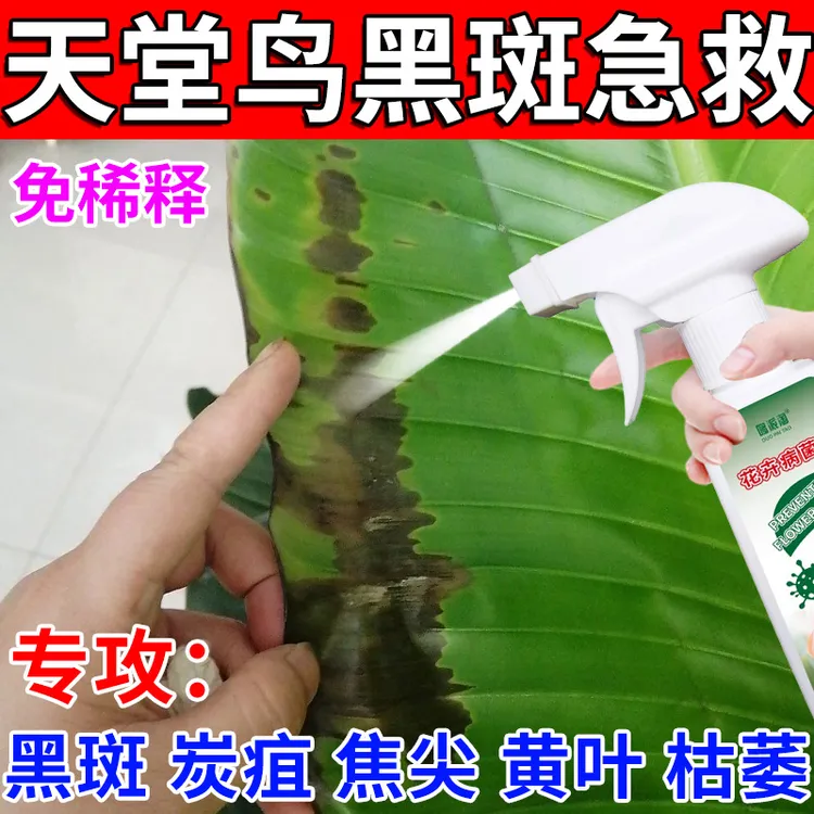 天堂鸟黑斑病专用营养液炭疽病叶斑病枯萎病叶面防开裂叶焦枯肥料